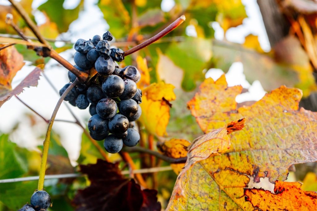 Scheiblhofer vineyards, Austria