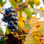 Scheiblhofer vineyards, Austria