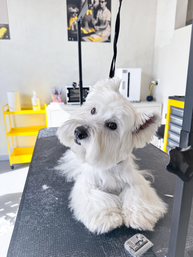 Professional dog grooming session at Bark & Beauty Grooming Wellness Studio in Zurich, Adliswil, Switzerland — luxury care in a calm, wellness-inspired space.
