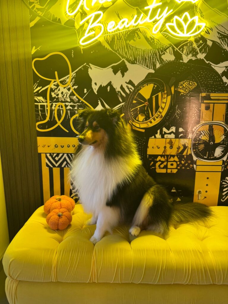 Collie is sitting proudly on a yellow sofa with a neon Bark & Beauty sign behind.